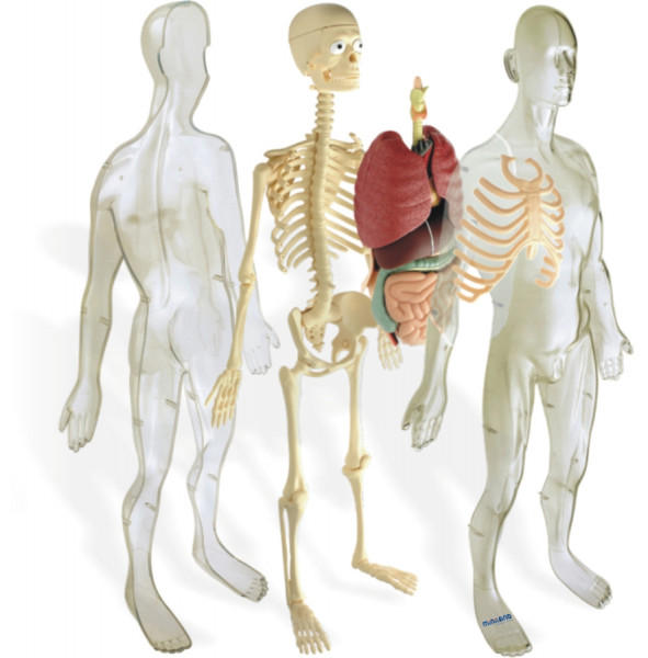 Miniland lielizmēra cilvēka anatomijas manekens - iekšējo orgānu un skeleta uzskates materiāli, 56cm, 99060
